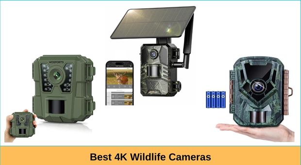 Best 4K Wildlife Cameras