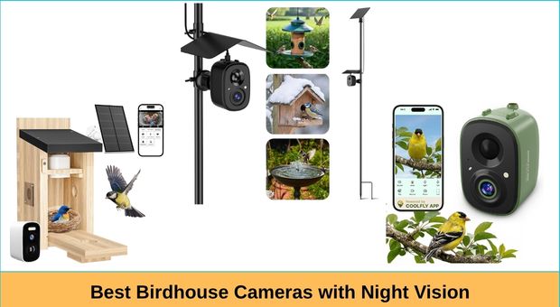 Best Birdhouse Cameras with Night Vision