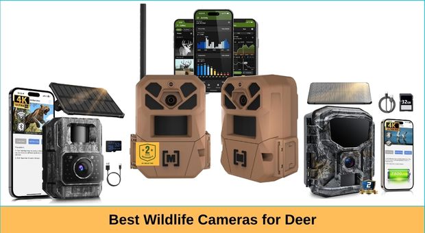 Best Wildlife Cameras for Deer