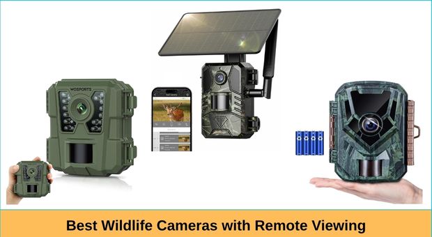 Best Wildlife Cameras with Remote Viewing